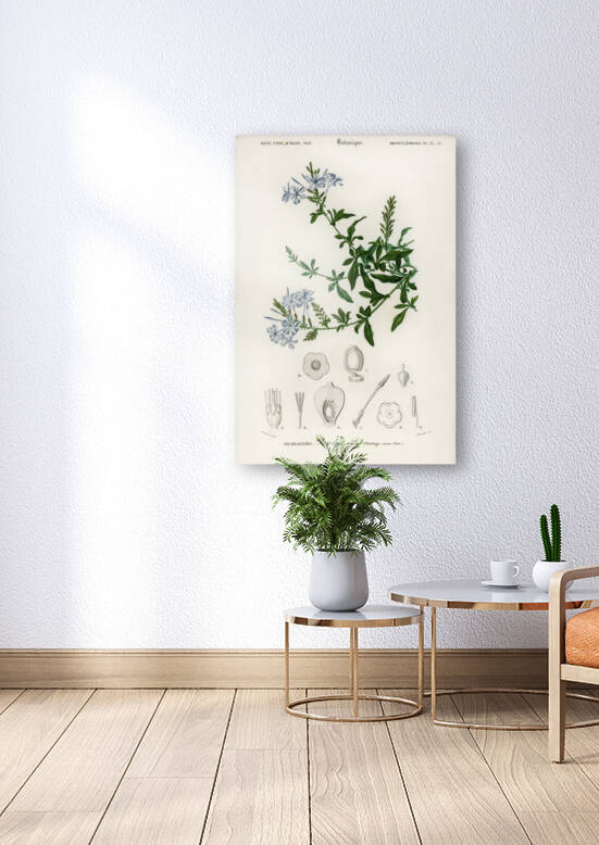 Plumbago Capensis by IStockHistory com