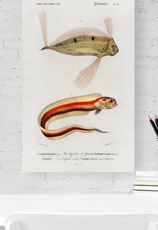 Different types of fishes by IStockHistory com