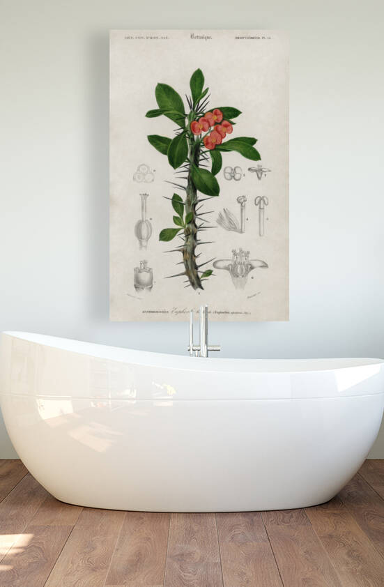 Euphorbia Splendens by IStockHistory com