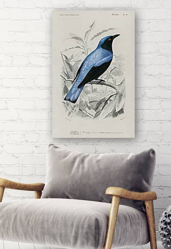 Square-tailed drongo Edoius caerulescens by IStockHistory com