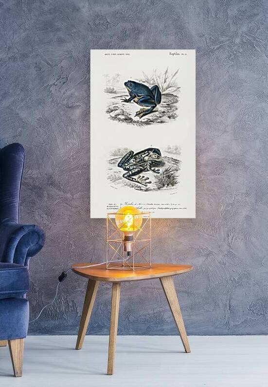 Shrinking frog Pseudis Merianae and Black-spotted casque-headed tree Trachycephalus geographieus by IStockHistory com