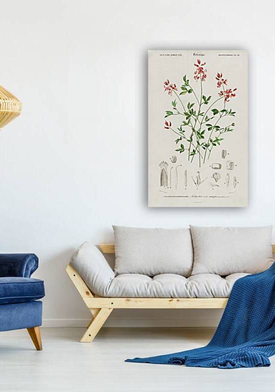 Indigofera procumbens by IStockHistory com