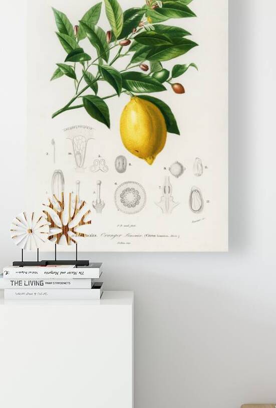 Lemon Citrus Limonium by IStockHistory com