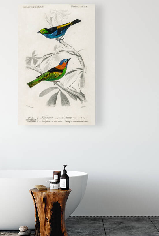 Different types of birds by IStockHistory com