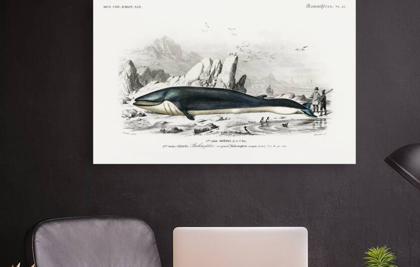 Balaenoptera rorqual by IStockHistory com