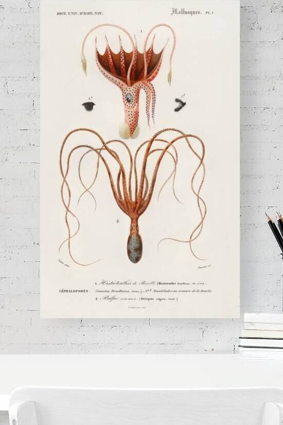 SquidHistioteuthis bonnellii and Octopus Octopus vulgaris by IStockHistory com