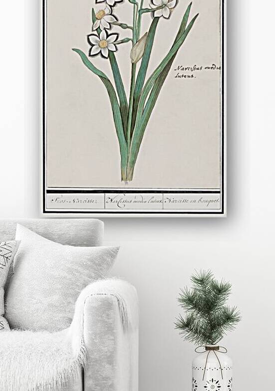 Iris in vintage style by IStockHistory com