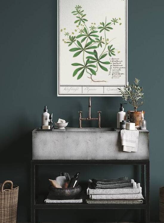 Cleavers plant in vintage style by IStockHistory com