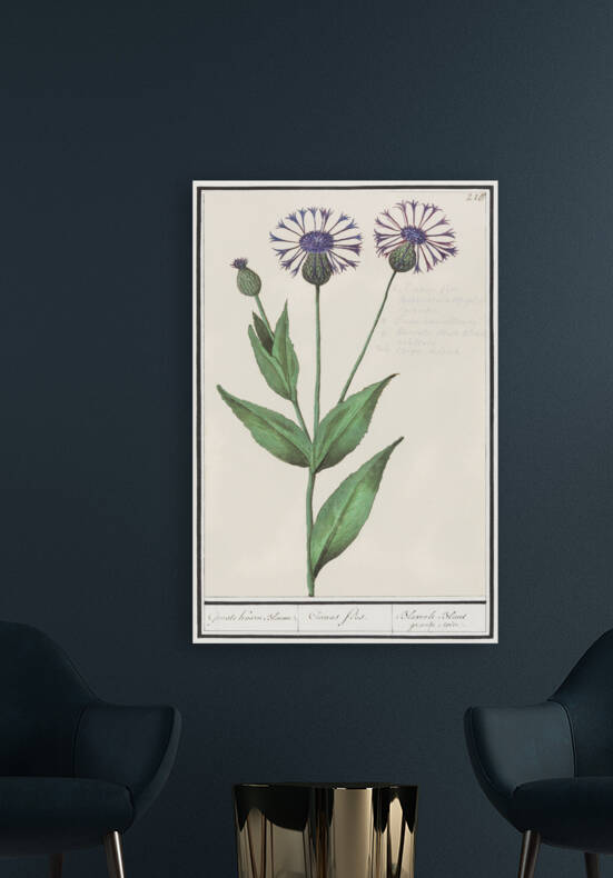 Centaury flower in vintage style by IStockHistory com