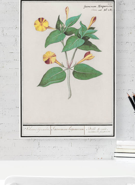 Marvel-of-peru in vintage style by IStockHistory com