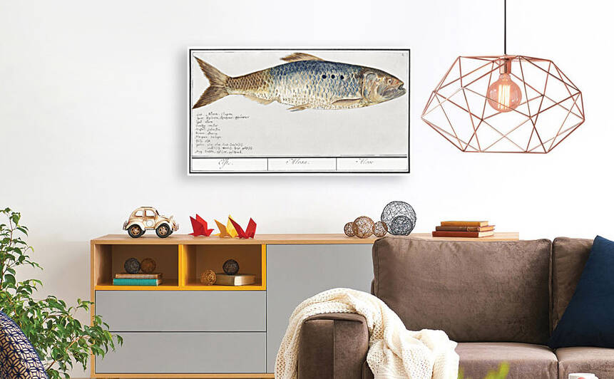 Shad in vintage style by IStockHistory com