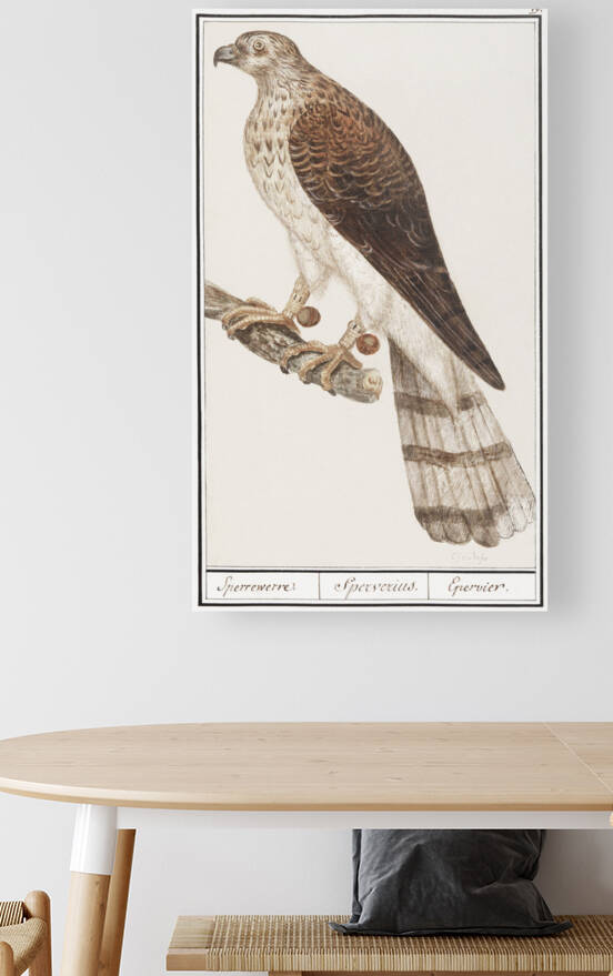 Northern goshawk vintage style by IStockHistory com