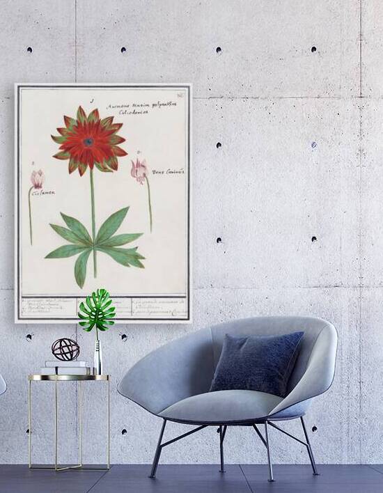 Anemone in vintage style by IStockHistory com