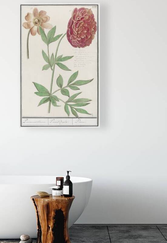 Peony in vintage style by IStockHistory com
