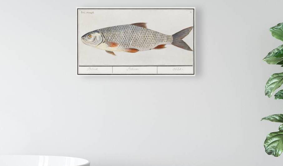 Silver bream in vintage style by IStockHistory com
