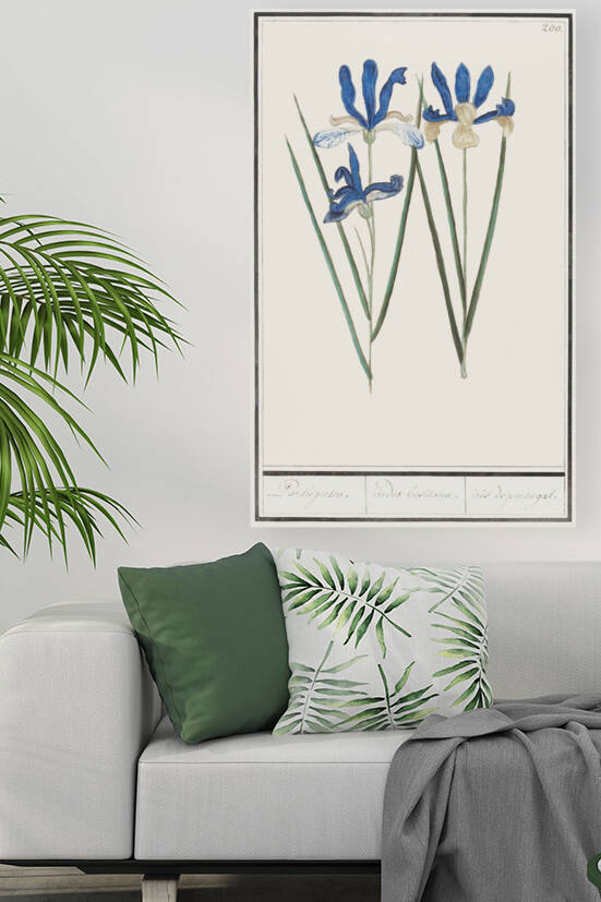 Blue iris in vintage style by IStockHistory com