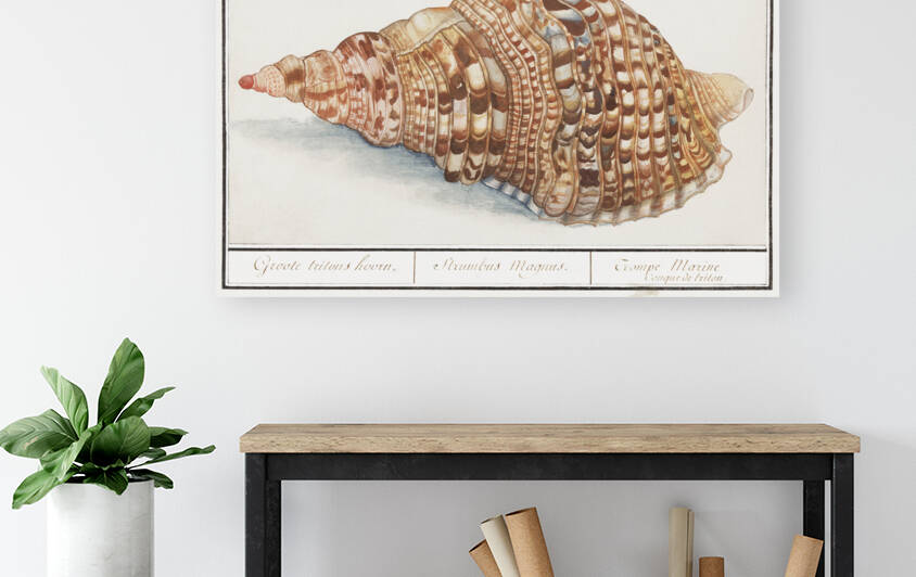 Tritons trumpet in vintage style by IStockHistory com