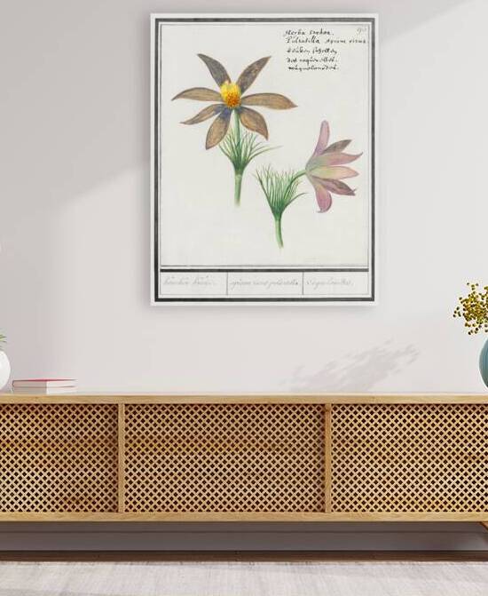 Pasque flower in vintage style by IStockHistory com