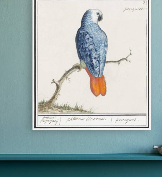 Grey parrot in vintage style by IStockHistory com