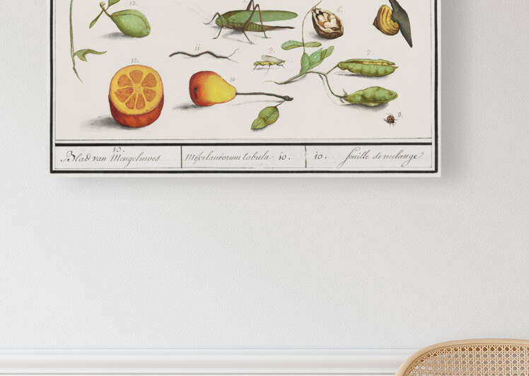 Grey parrot in vintage style by IStockHistory com