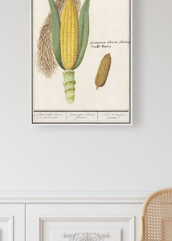 Corn in vintage style by IStockHistory com