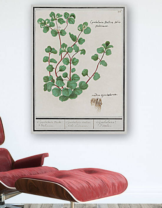 Cymbalaria in vintage style by IStockHistory com