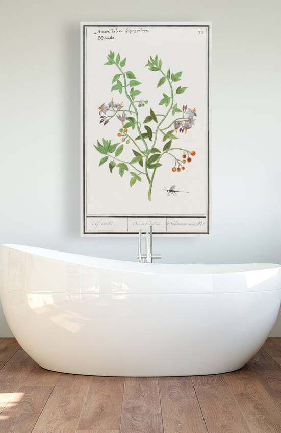 Bitter nightshade in vintage style by IStockHistory com