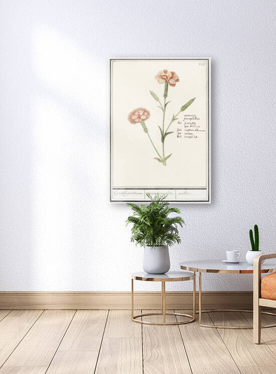 Carnation in vintage style by IStockHistory com