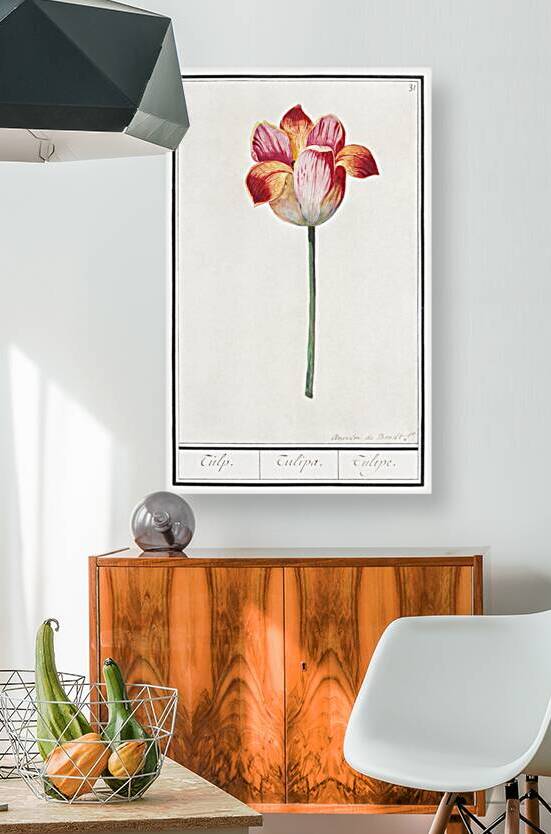 Tulip in vintage style by IStockHistory com