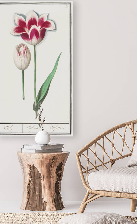 Tulip in vintage style by IStockHistory com