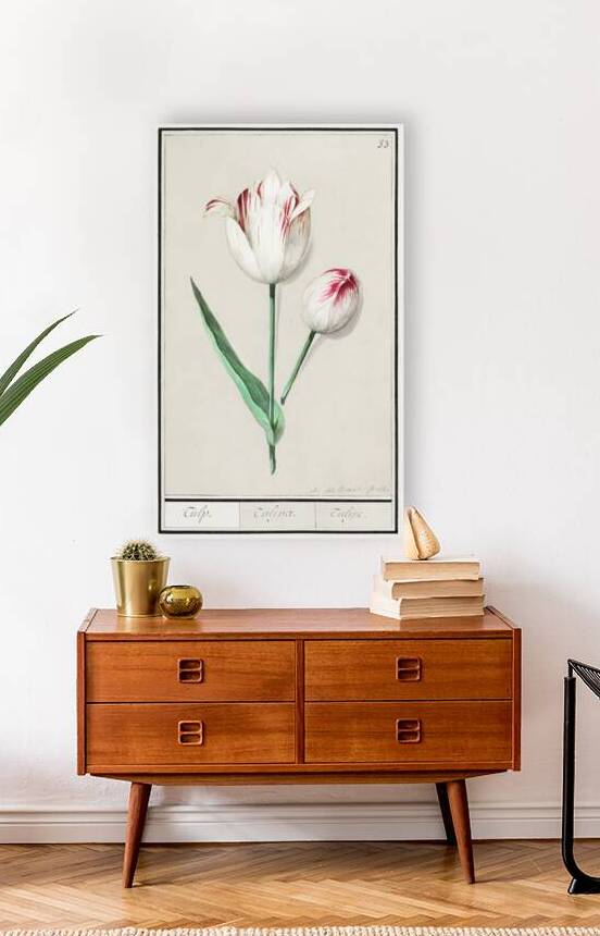 Tulip in vintage style by IStockHistory com