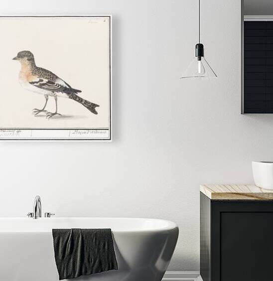 Brambling in vintage style by IStockHistory com