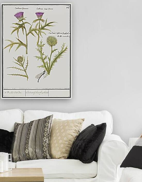 Thistle and artichoke by IStockHistory com