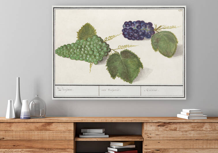 Grapes in vintage style by IStockHistory com