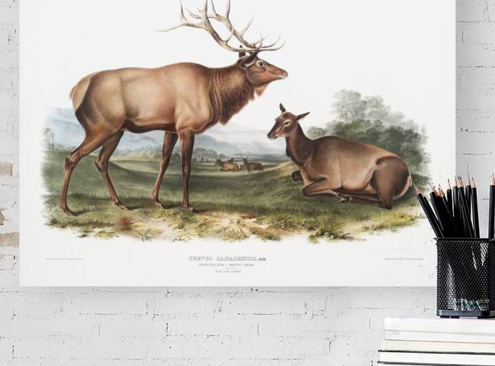 American Elk Cervus Canadensis  by IStockHistory com