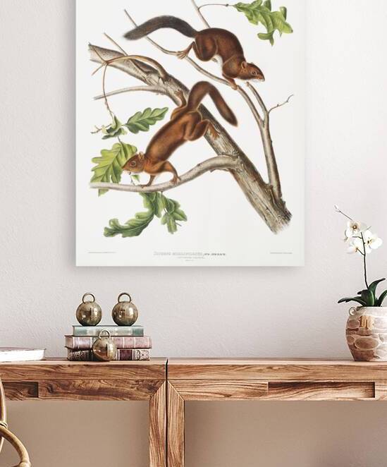 Soft-haired Squirrel Sciurus mollipilosus  by IStockHistory com