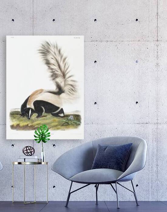 Large-tailed Skunk Mephitis macroura  by IStockHistory com