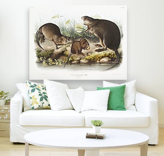 Musk-Rat Musquash Fiber Zibethicus  by IStockHistory com