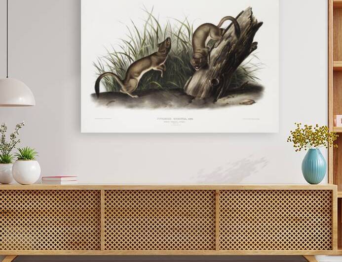 White Weasel Stoat Puttorius ermninea  by IStockHistory com