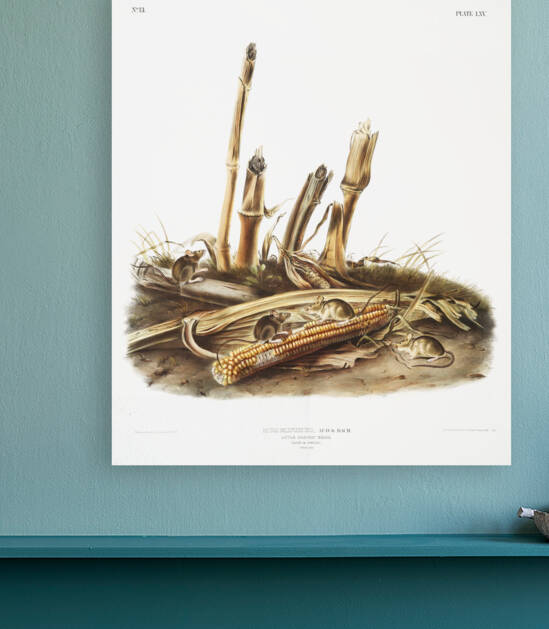 Little Harvest Mouse Mus minimus  by IStockHistory com