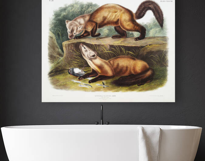 Pine Marten Mustela martes  by IStockHistory com