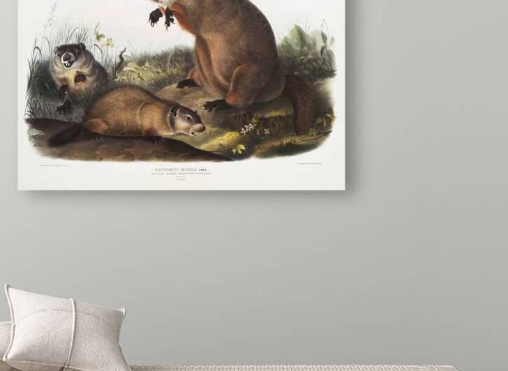 Woodchuck Arctomys monax  by IStockHistory com