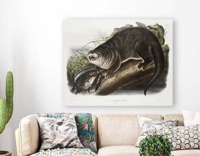 Canada Otter Lutra Canadensis  by IStockHistory com