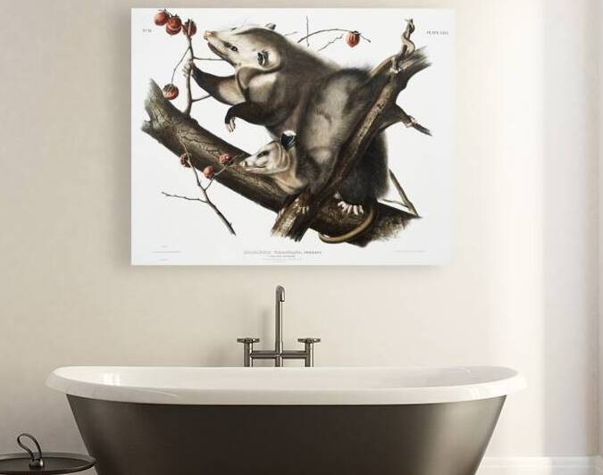 Virginian Opossum Didelphis Virginiana  by IStockHistory com