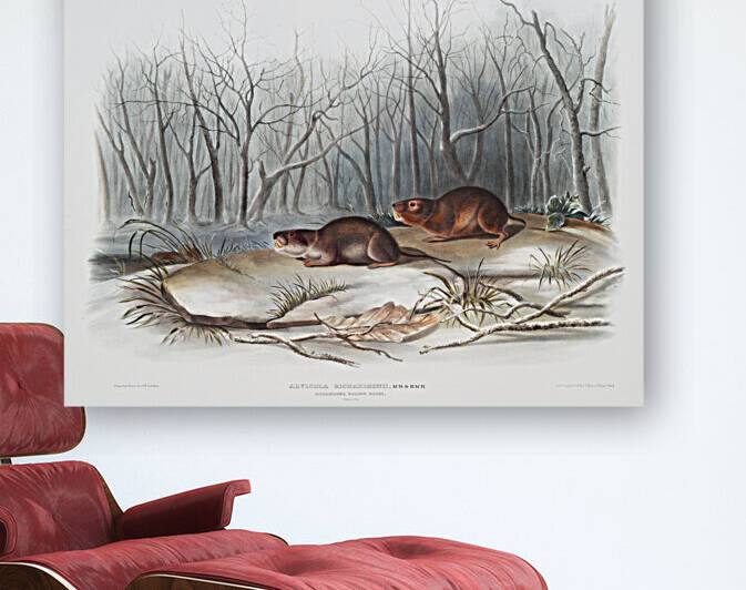 Meadow Mouse Arvicola richardsonii  by IStockHistory com