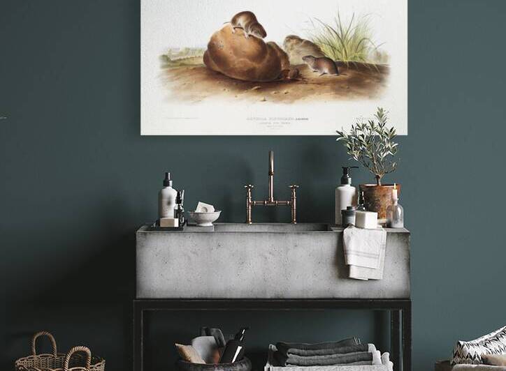 Lecontes Pine Mouse Arvocola pinetorum  by IStockHistory com