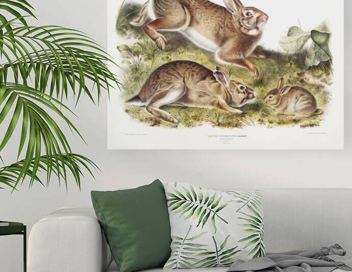 Grey Rabbit Lepus Sylvaticus  by IStockHistory com