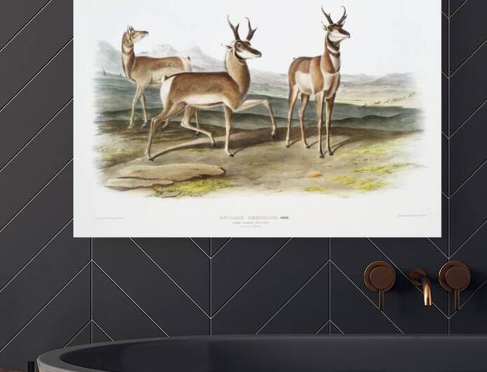 Prong-horned Antelope Antilope Americana  by IStockHistory com