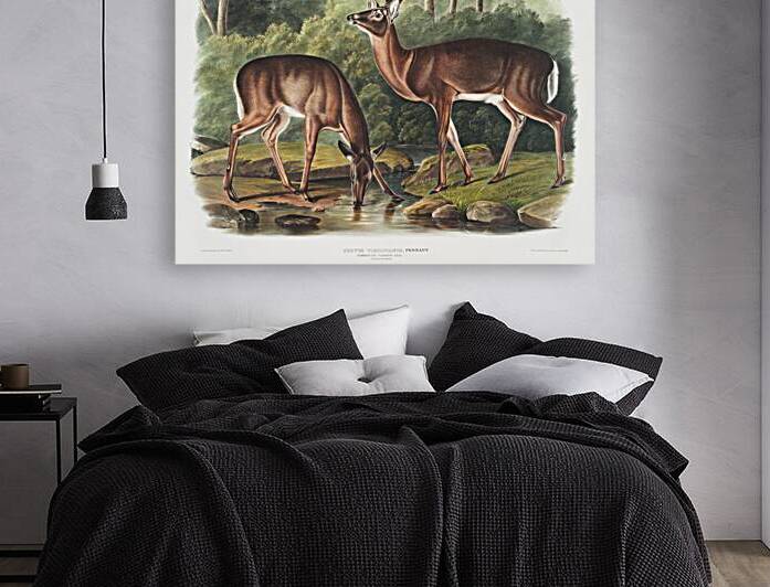 Deer or Virginian Deer Cervus Virginianus  by IStockHistory com