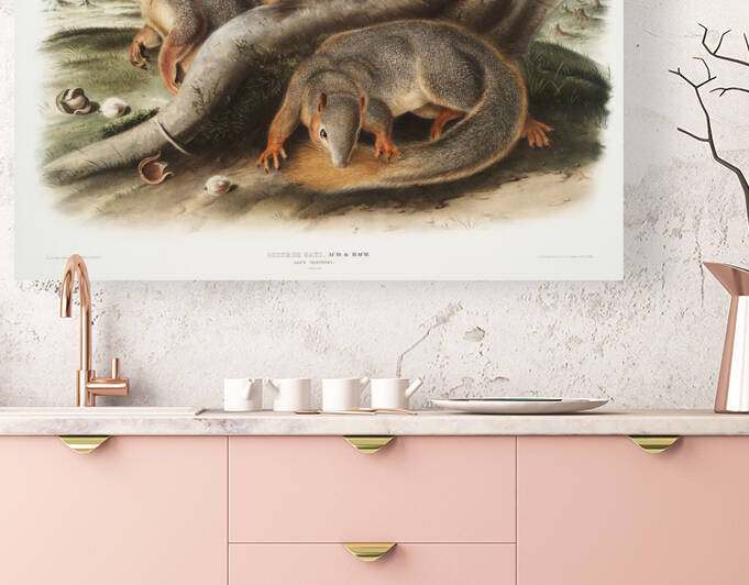 Squirrel Sciurus Sayi  by IStockHistory com